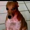 bristam_cayo