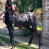 esmeibarra334334