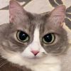 شوشو البسة