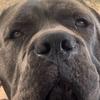 canecorso79600