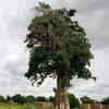 bayadiby4