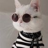 funny.cute.pets8511