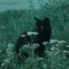 silvaa_cs