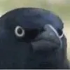 crow_of_judgement_jpg