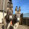 dinkydonkys
