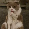 mays.cattery