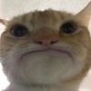 rosebananamilk