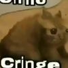 _gato_crige_