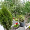 shirzadafg836