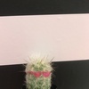 iamjustacactus