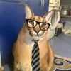 catvuivee