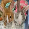 0littlebunnyboys0