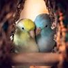 amalhamdy248
