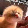 linluoi_0