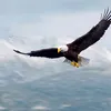 dyzwkz8tt6ut