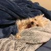 baby_bear77