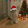 gato_malandroo1