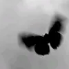 ntsnzr