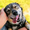 PET_FOR_SALE