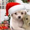 flema_