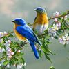 mountana_123
