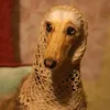 panickotgaf