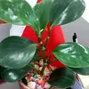 kiu.trang65035