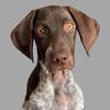 beau.the.birddog