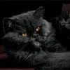 Schwarz кот