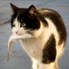 _ventikitty