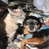 catkittykittydog