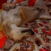 pattymalukiinhaa