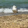derkadz09