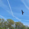 lookup700