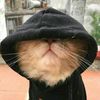 adiel_r37