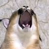 caritafz