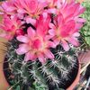 flaquita50938
