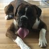 dempsey_the_boxer