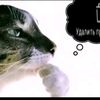 koshmarr_your