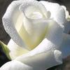 white_rose1508