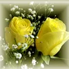 gola_zar53