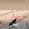 aseel_lover670