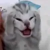 kayosharu
