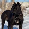 kennel.cane.corso1