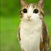 jessie_ducki