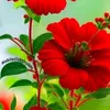 hanikarim583