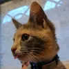 zaficat_
