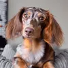 rex.the.sausage