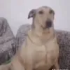 montelordo