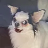 korkorkorken